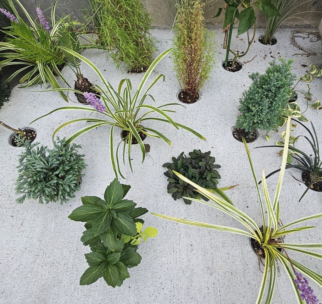 Dotcon × グリーンでおしゃれな空間づくり！🌿🌸